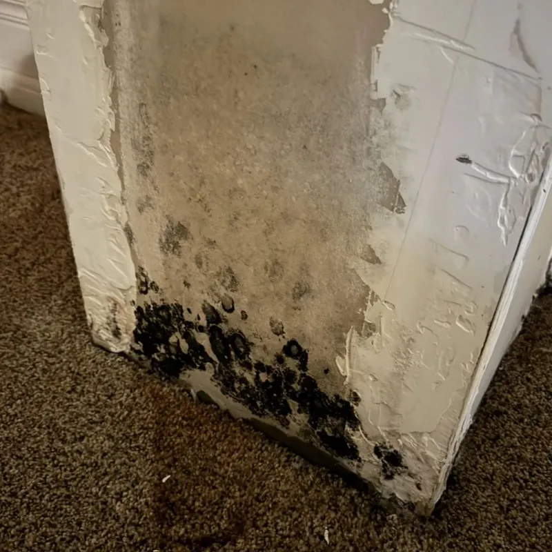 Professional Mold Removal in Graham County, NC